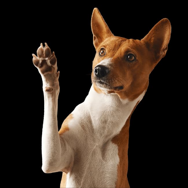 Perro Fortu